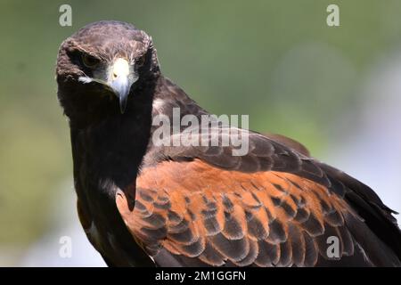 Una specie di falco dalla coda rossa vista nel suo habitat durante un programma di conservazione delle specie, lo zoo ha 1803 animali in cattività allo zoo di Chapultepec./Eyepix Group (Credit Image: © Carlos Tischler/eyepix via ZUMA Press Wire) Foto Stock