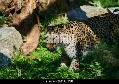 Muenster, Germania - 07 30 2022: leopardo di neve nel suo recinto in una giornata di sole e di luce con cielo blu Foto Stock