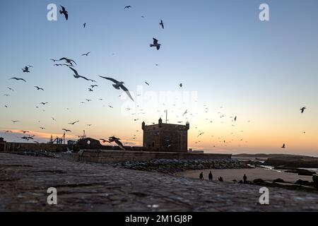I gabbiani volano sopra un castello sulla costa dell'Oceano Atlantico a Essaouira Foto Stock