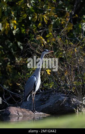 L'airone grigio (Ardea cinerea) sopra una pietra nell'acqua Foto Stock