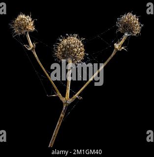 Rattlesnake Master (Eryngium yuccifolium) teste di semi e ragnatele coperte di rugiada in inverno in Virginia. Foto Stock