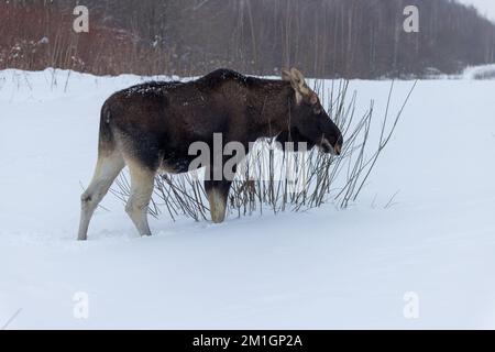 Alces Alces, Moose, alce. Russia, Mosca Foto Stock