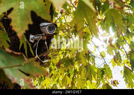 Telecamera di sorveglianza di sicurezza sull'albero nella foresta Foto Stock