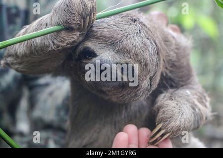 Un primo piano di un grazioso sloth Foto Stock