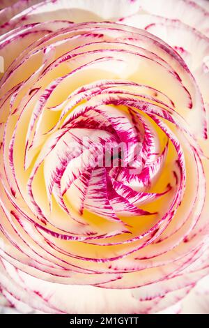 Una foto di primo piano che guarda verso il basso sul vortice di petali bianchi e rosa profondi di un fiore di Ranunculus (Ranunculus asiaticus), il Picotee Tomer. Foto Stock