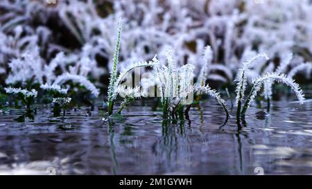 Piccole piante e lame d'erba ricoperte di brina di bufalo in piedi in un flusso d'acqua in una fredda mattina d'inverno. Foto Stock