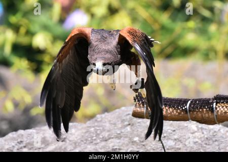 Una specie di falco dalla coda rossa vista nel suo habitat durante un programma di conservazione delle specie, lo zoo ha 1803 animali in cattività allo zoo di Chapultepec./Eyepix Group (Credit Image: © Carlos Tischler/eyepix via ZUMA Press Wire) Foto Stock