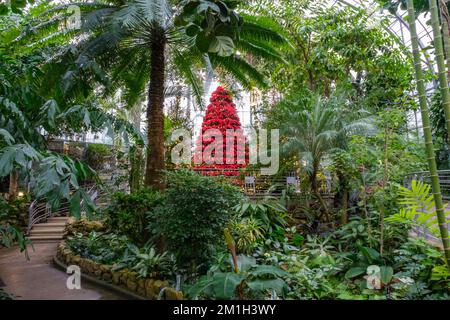 Krohn Conservatory a Cincinnati, Ohio a Natale. Vista interna. Foto Stock