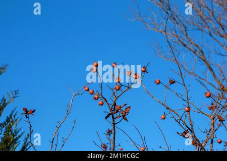 Molti frutti maturi di nespola sui rami dell'albero contro il cielo blu nelle giornate di sole. Medlar comune o Mespilus germanica, nespola olandese. Natura sfondo. Foto Stock