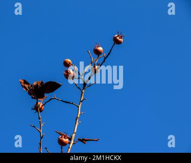 Molti frutti maturi di nespola sui rami dell'albero contro il cielo blu nelle giornate di sole. Medlar comune o Mespilus germanica, nespola olandese. Natura sfondo. Foto Stock