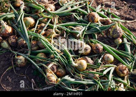 Un primo piano di cipolle appena raccolte sul terreno coperto di terreno Foto Stock