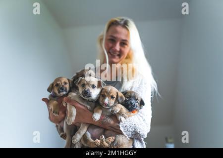 Concetto di adozione del cane. Giovane donna adulta caucasica che tiene cinque cani cucciolo di razza mista salvati in braccio. Concetto di casa temporanea. Foto di alta qualità Foto Stock