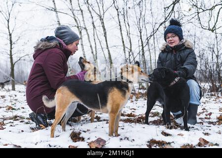 Coppia di volontari - giovane adolescente e donna di mezza età - squatting su terreno coperto di neve e accarezzamento adorabili cani di piccola taglia media. Riprese all'aperto. Foto di alta qualità Foto Stock