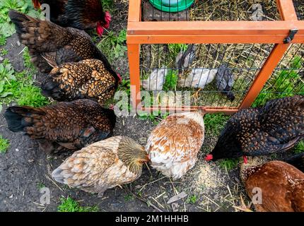 Integrare i pulcini in un gregge di galline tenendoli in gabbia nel recinto di galline e incoraggiandoli a condividere il cibo nelle immediate vicinanze delle galline stabilite. Foto Stock