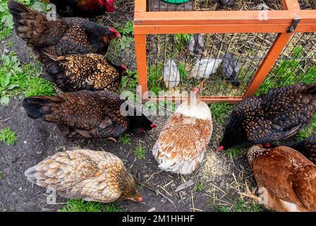 Integrare i pulcini in un gregge di galline tenendoli in gabbia nel recinto di galline e incoraggiandoli a condividere il cibo nelle immediate vicinanze delle galline stabilite. Foto Stock