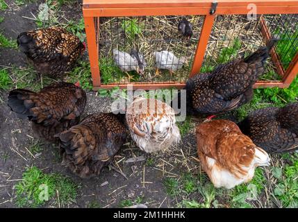 Integrare i pulcini in un gregge di galline tenendoli in gabbia nel recinto di galline e incoraggiandoli a condividere il cibo nelle immediate vicinanze delle galline stabilite. Foto Stock