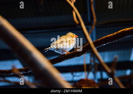 Piccolo uccello Zebra Finch in luce scura sui rami con uccello luminoso Foto Stock