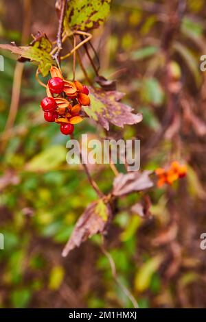 Bacche rosse sui rami in dettaglio sulle piante Foto Stock