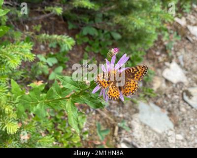 Ape e farfalla su Daisy Flower Foto Stock