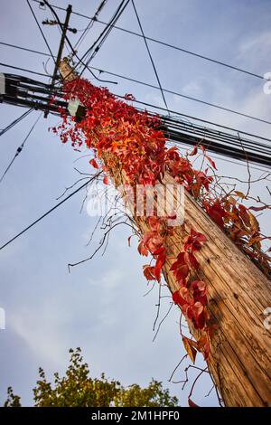 Viti rosse e foglie crescono lungo il palo del telefono con vista dal basso Foto Stock