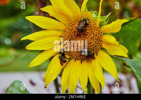 Tre piccole api addormentate su un fiore giallo Foto Stock