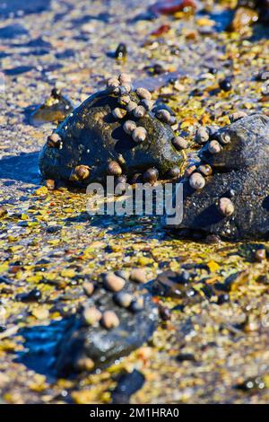 Dettaglio di decine di piccole lumache su piccole rocce sulla costa Foto Stock