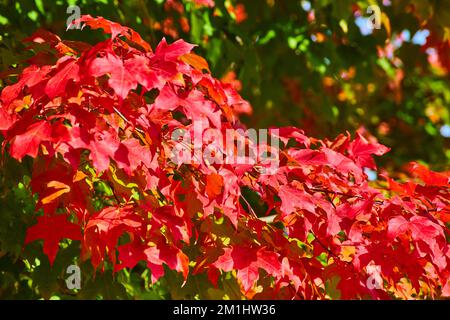 Particolare delle foglie rosse sull'albero autunnale con alcune ancora verdi Foto Stock