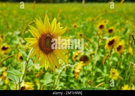 Campo di girasoli con focalizzazione su uno Foto Stock