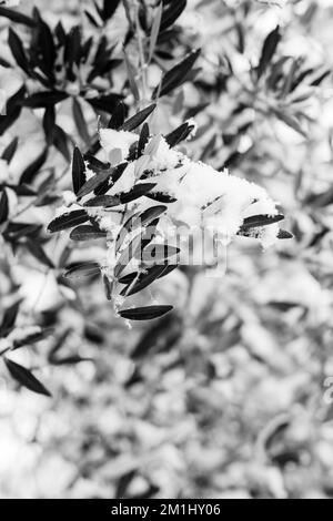 Immagini in bianco e nero di piante innevate, alberi e paesaggi Foto Stock