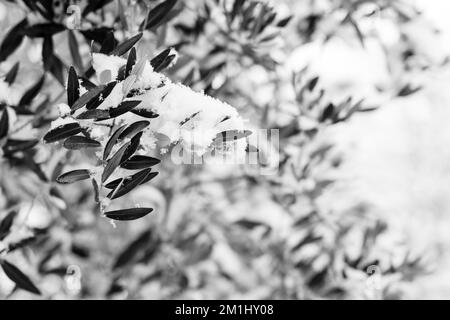 Immagini in bianco e nero di piante innevate, alberi e paesaggi Foto Stock