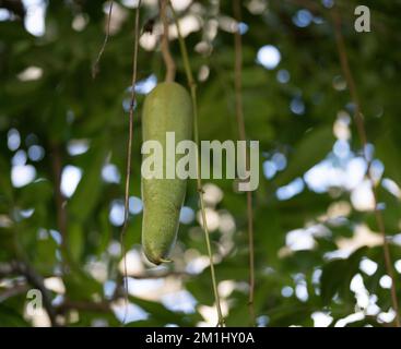 Kigelia pinnata Kigelia afrricana- salsiccia Foto Stock