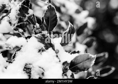 Immagini in bianco e nero di piante innevate, alberi e paesaggi Foto Stock