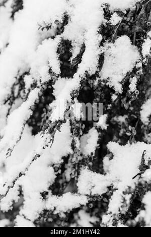 Immagini in bianco e nero di piante innevate, alberi e paesaggi Foto Stock