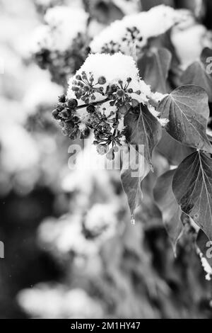 Immagini in bianco e nero di piante innevate, alberi e paesaggi Foto Stock