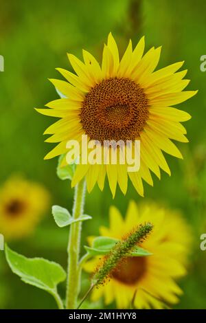Da vicino su coppia di due girasoli in giardino Foto Stock