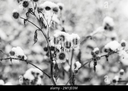 Immagini in bianco e nero di piante innevate, alberi e paesaggi Foto Stock