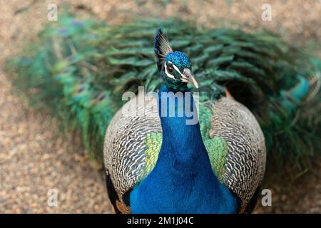 Peacock a piedi sulla ghiaia Foto Stock