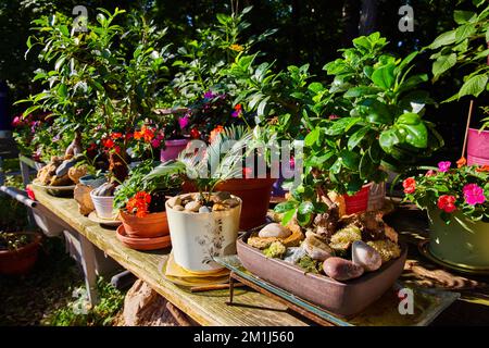 Tavolo coperto in piante da giardino zen rustiche in pentole Foto Stock