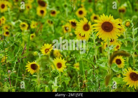 Campo estivo di infiniti fiori di girasole con vivaci gialli Foto Stock
