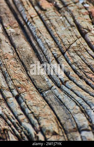 Dettagli texture di costa rocciosa stratificata nel Maine come legno pietrificato Foto Stock