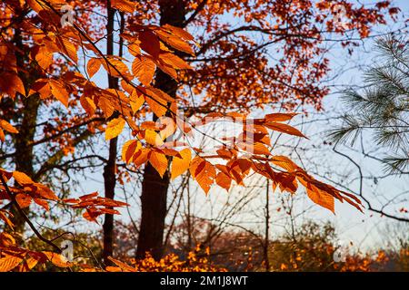Particolare delle foglie d'arancia sugli alberi della foresta in dettaglio di fine autunno Foto Stock
