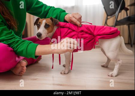 Donna caucasica vestire jack russell terrier cane in giubbotto rosa. Foto Stock