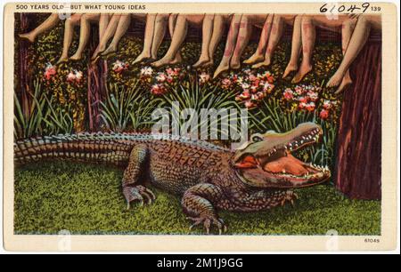 500 anni, ma che giovani idee, Tichnor Brothers Collection, cartoline degli Stati Uniti Foto Stock