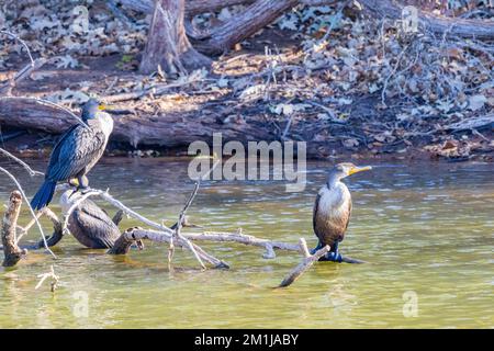 Primo piano di cormorano a doppio crestato in Oklahoma Foto Stock