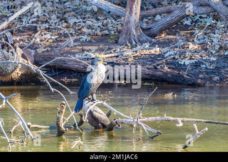 Primo piano di cormorano a doppio crestato in Oklahoma Foto Stock