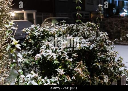 Londra, Regno Unito. 11th Dec, 2022. Le piante sono coperte di neve quando il tempo sfavorevole cade a Twickenham. La scorsa notte a Londra le temperature sono scese meno di tre gradi Celsius e in alcune parti del Regno Unito sono in vigore avvertimenti meteo gialli per neve, ghiaccio e nebbia. Credit: SOPA Images Limited/Alamy Live News Foto Stock