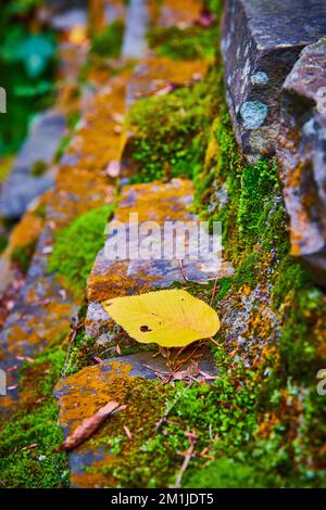 Singola foglia gialla appoggiata su strati di rocce ricoperti di muschio verde e di lichene arancione Foto Stock