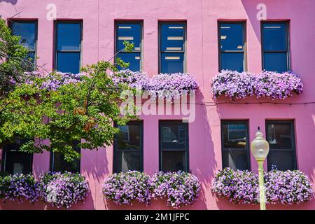 Parete esterna rosa ricoperta di fiori estivi rosa Foto Stock