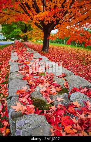Le belle foglie rosse coprono tutto con pareti di pietra mossy da albero arancione-frondeggiato Foto Stock
