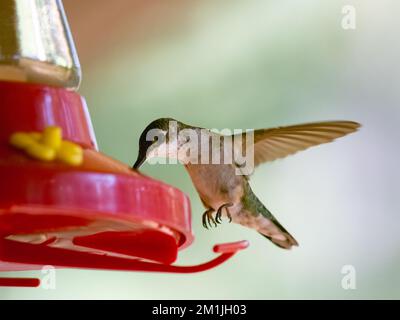 Primo piano di un colibrì maschio immaturo dalla gola di rubino che si nutre a un alimentatore rosso. L'immagine ha una profondità di campo e uno spazio di copia poco profondi. Foto Stock